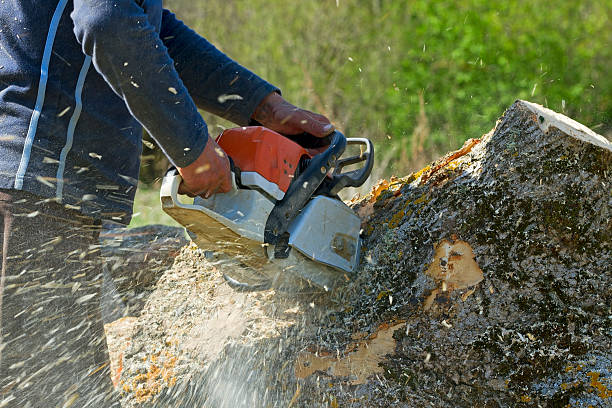 How Our Tree Care Process Works  in  Highland City, FL